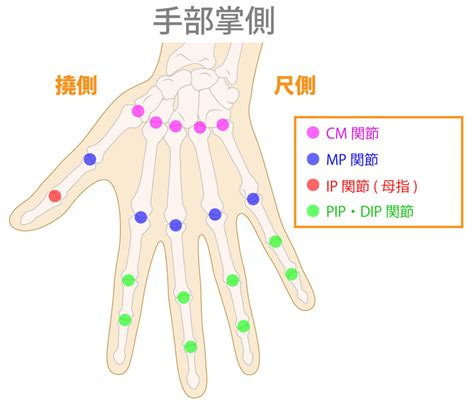 手指第一節|手指